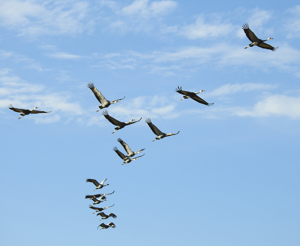 White-naped Cranes migrate several weeks earlier in spring than Hooded Crane © Mark Brazil